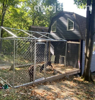 Daily stay, up 2 dogs 17