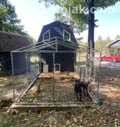 Daily stay, up 2 dogs 16